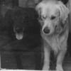 ourdog_able